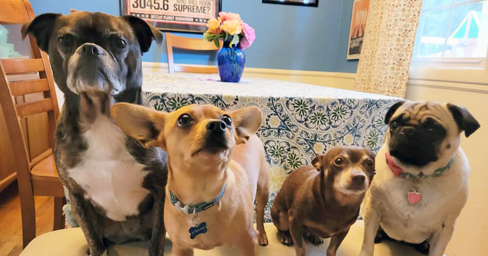Vanessa's dog siblings