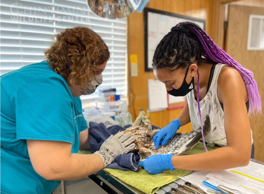 Dr. Claire Peterson and veterinary student Kayla Christy, class of 2023, work with a raptor at Chintimini Wildlife Center. Photo courtesy of Chintimini Wildlife Center.