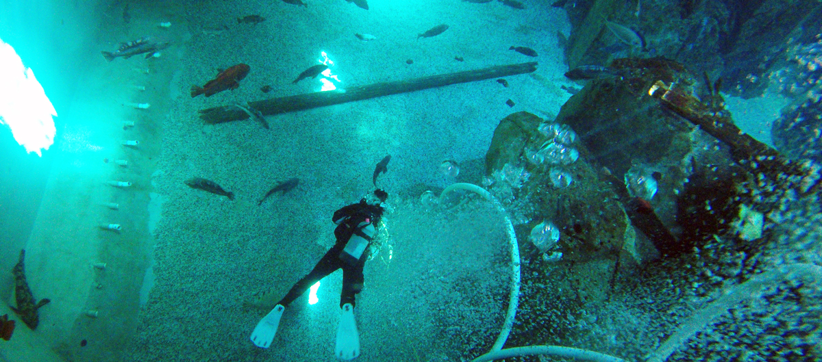 Dr. Carla Schubiger diving in the tank with sablefish and other marine species. 