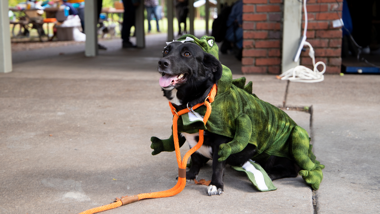 Corgi-border collie cross Maggie Oreo Suitcases poses in a new dinosaur sweater she got at the event.