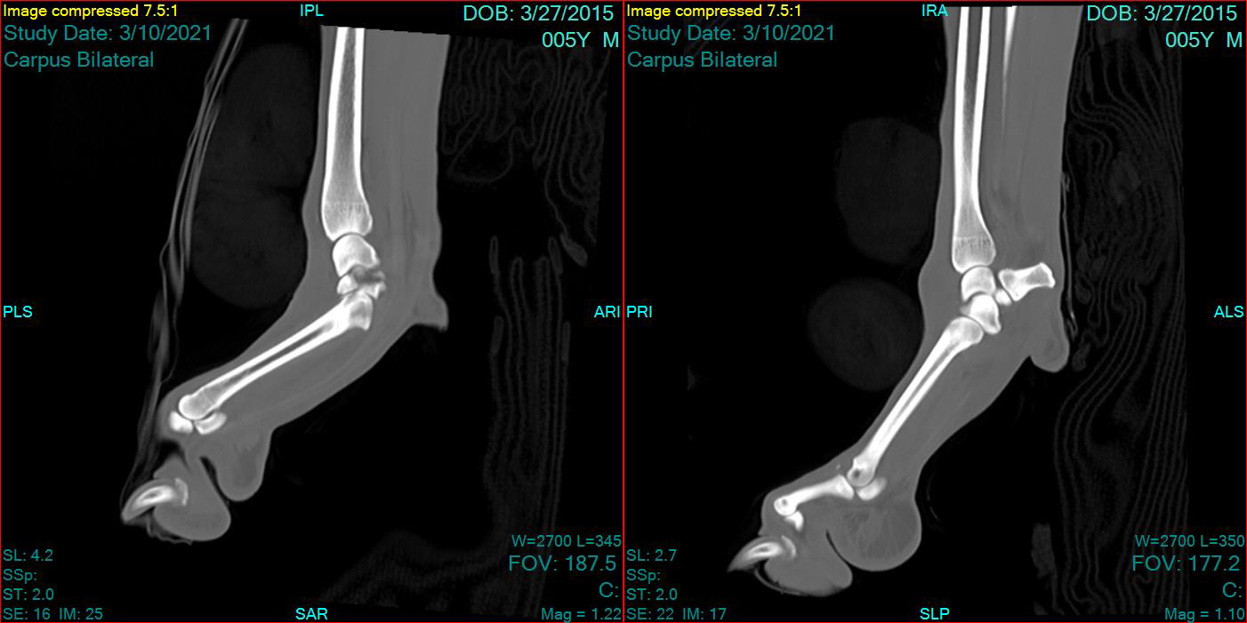 Side view of Jax' s wrists pre-operation. 