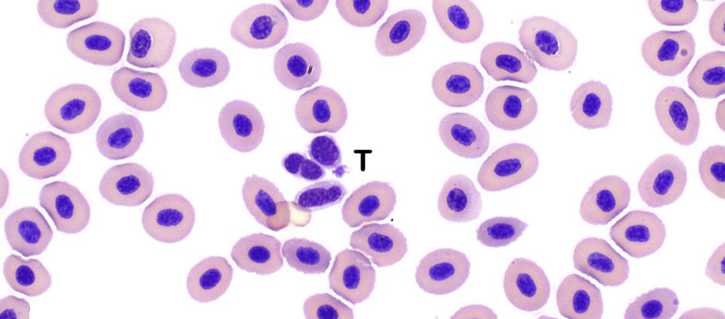 Sablefish platelets, also known as thrombocytes. 