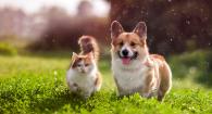A tabby cat and a corgi in a green field