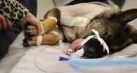 Arlo getting a CT scan prior to surgery.