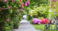 Campus sidewalk with rhododendrons blooming in the spring.