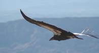 California Condor flying in a blue sky