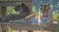 Hobbes the tiger