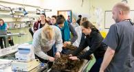 students work on canine CPR manikin Otto during a training exercise in the clinical skills lab 