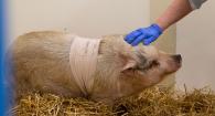 Certified Veterinary Technician Ami Gilkey pets Ella in a stall in the teaching hospital. 