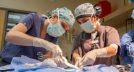 Dr. Brea Sandness (left) and Dr. Bianca Reyes suture an external splint to a kitten's chest. 