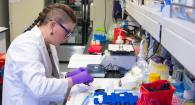 Kacy Hayes processes a nutria kidney at her research station in the lab. 