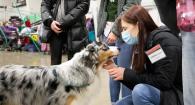 Class of 2022 veterinary student Lindsay Zachary pets a purebred Australian Shepherd at the Linn Co. Kennel Club Dog Show.