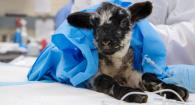 Lamb sits on surgical table prior to procedure