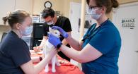 Veterinary students Kelbi Irvin, Emily Brown, and Brandon Batty give Taz the cat a checkup.