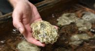 Oyster being held in human hand.