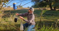 person collects mosquito trap hanging from cottonwood tree
