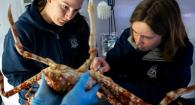 Dr. Kadie Anderson (right) doing a procedure on a spider crab.