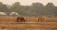 Horses in smoky field